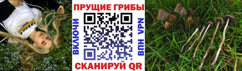 Галлюциногенные грибы Magic Shrooms  Купить закладки  Петровск 